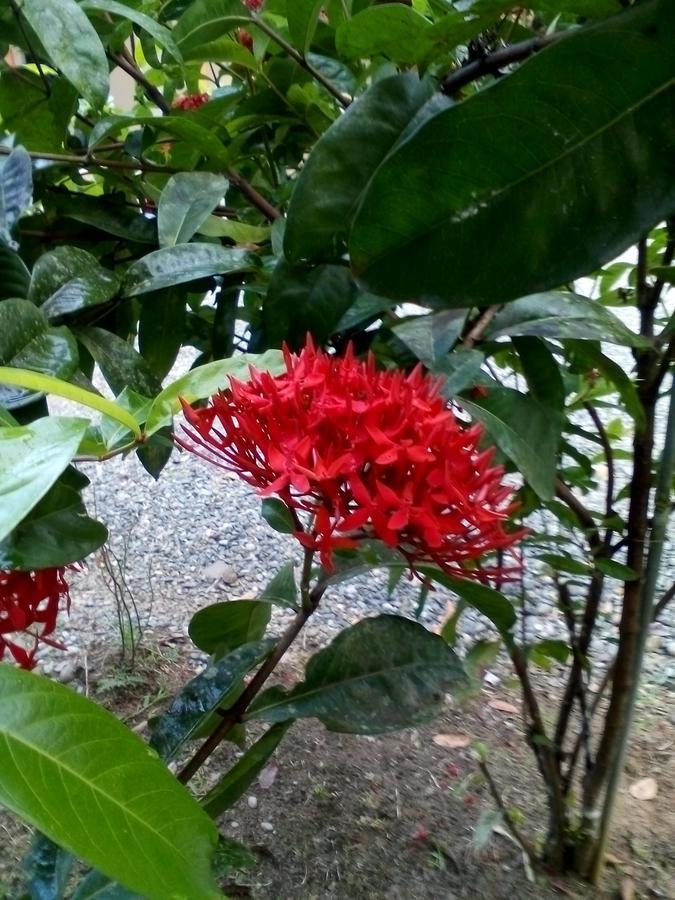 Puerto Vargas Lodge Cahuita Εξωτερικό φωτογραφία